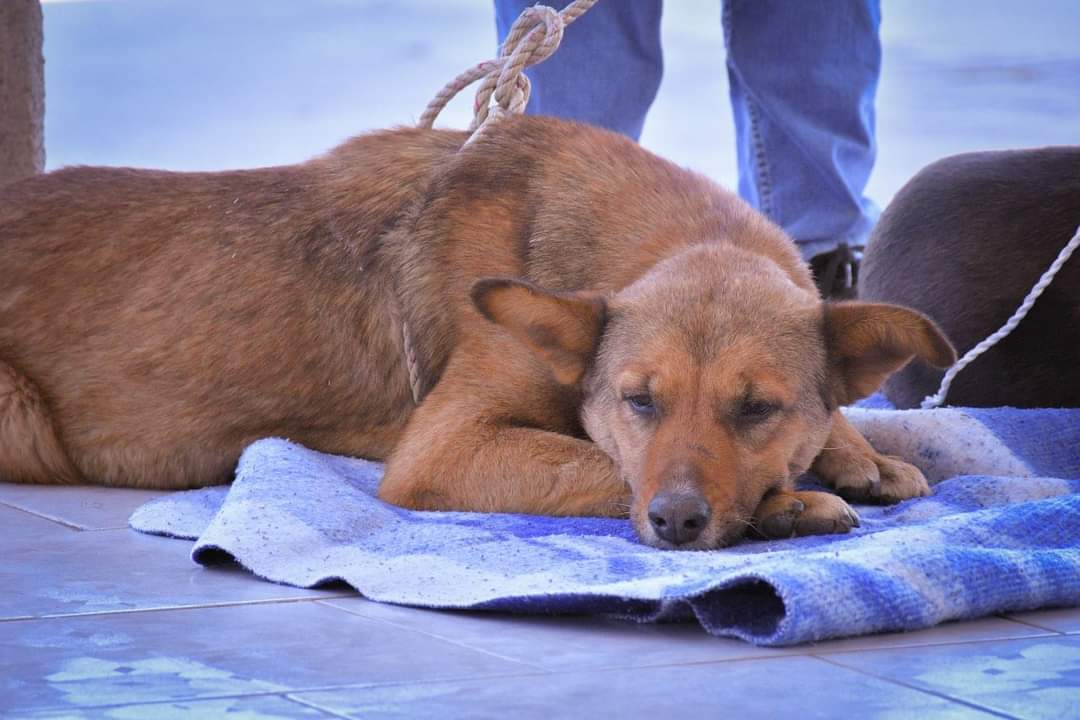 Con éxito se realiza campaña de vacunación antirrábica felina y canina en Apetatitlán